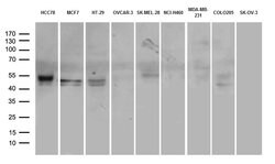PD-L1 Mouse anti-Human, Clone: OTI16H9, lyophilized, TrueMAB 100 &mu;g;