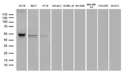PD-L1 Mouse anti-Human, Clone: OTI12G7, lyophilized, TrueMAB 100 &mu;g;