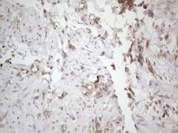 PD-L2 (PDCD1LG2) Monoclonal Antibody (OTI5E5), TrueMAB , OriGene 30 &mu;L | Buy Online | Origene Technologies | Fisher Scientific