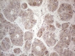 PD-L2 (PDCD1LG2) Monoclonal Antibody (OTI5E5), TrueMAB , OriGene 30 &mu;L | Buy Online | Origene Technologies | Fisher Scientific