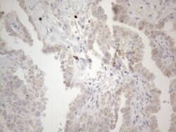 PD-L2 (PDCD1LG2) Monoclonal Antibody (OTI12C7), TrueMAB , OriGene 100 &mu;L;