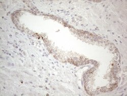 PD-L2 (PDCD1LG2) Monoclonal Antibody (OTI7B10), TrueMAB , OriGene 30 &mu;L;