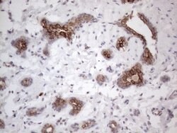 PD-L2 (PDCD1LG2) Mouse anti-Human, Clone: OTI5A7, lyophilized, TrueMAB