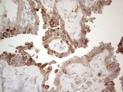 PD-L2 (PDCD1LG2) Monoclonal Antibody (OTI5A7), TrueMAB , OriGene 100 &mu;L;