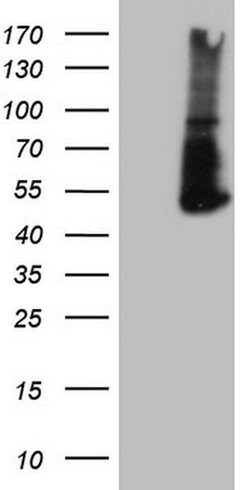 PD-L2 (PDCD1LG2) Monoclonal Antibody (OTI5E5), TrueMAB , OriGene 30 &mu;L | Buy Online | Origene Technologies | Fisher Scientific