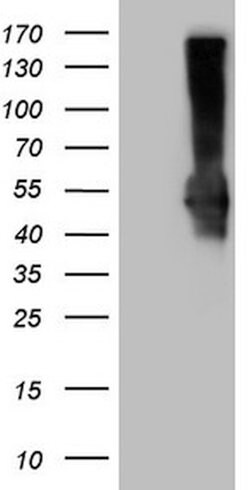 PD-L2 (PDCD1LG2) Mouse anti-Human, Clone: OTI2E7, lyophilized, TrueMAB 100 &mu;g | Buy Online | OriGene | Fisher Scientific