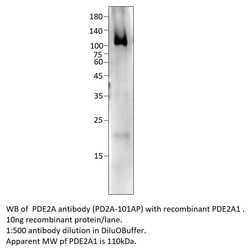 PDE2A Rabbit anti-Human, Mouse, Rat, Polyclonal, FabGennix 200 &mu;L; Unconjugated:Antibodies,