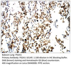 PDE2A1 Rabbit anti-Human, Mouse, Non-human Primate, Rat, Polyclonal, FabGennix