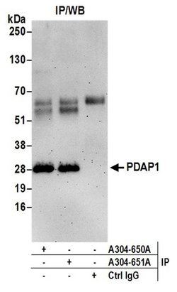 PDAP1 Rabbit anti-Human, Polyclonal, Bethyl Laboratories 10 &mu;l; Unlabeled:Antibodies,