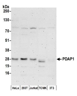 PDAP1 Rabbit anti-Human, Polyclonal, Bethyl Laboratories 10 &mu;L; Unconjugated:Antibodies,