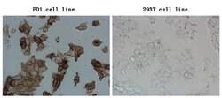 PDCD1 Monoclonal Antibody (OTI4F10), TrueMAB , OriGene 100 &mu;L; Unconjugated:Antibodies,