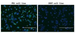 PDCD1 Mouse anti-Human, Clone: OTI8H8, lyophilized, TrueMAB 100 &mu;g;