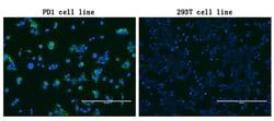 PDCD1 Mouse anti-Human, Clone: OTI11B2, lyophilized, TrueMAB 100 &mu;g;