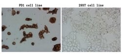 PDCD1 Mouse anti-Human, Clone: OTI11B2, lyophilized, TrueMAB 100 &mu;g;