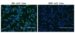 PDCD1 Monoclonal Antibody (OTI8B1), TrueMAB , OriGene 100 &mu;L; Unconjugated:Antibodies,
