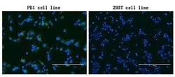 PDCD1 Monoclonal Antibody (OTI4E5), TrueMAB , OriGene 100 &mu;L; Unconjugated:Antibodies,