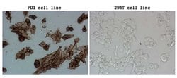 PDCD1 Monoclonal Antibody (OTI4E5), TrueMAB , OriGene 100 &mu;L; Unconjugated:Antibodies,