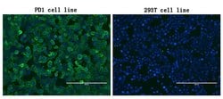 PDCD1 Monoclonal Antibody (OTI21F5), TrueMAB , OriGene 100 &mu;L; Unconjugated:Antibodies,