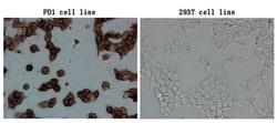 PDCD1 Monoclonal Antibody (OTI21F5), TrueMAB , OriGene 100 &mu;L; Unconjugated:Antibodies,