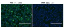 PDCD1 Monoclonal Antibody (OTI16D4), TrueMAB , OriGene 100 &mu;L; Unconjugated:Antibodies,
