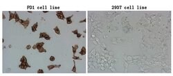 PDCD1 Monoclonal Antibody (OTI16D4), TrueMAB , OriGene 100 &mu;L; Unconjugated:Antibodies,
