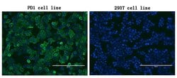 PDCD1 Monoclonal Antibody (OTI26C4), TrueMAB , OriGene 100 &mu;L; Unconjugated:Antibodies,