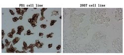 PDCD1 Monoclonal Antibody (OTI26C4), TrueMAB , OriGene 100 &mu;L; Unconjugated:Antibodies,