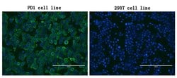 PDCD1 Monoclonal Antibody (OTI17G9), TrueMAB , OriGene 30 &mu;L; Unconjugated:Antibodies,