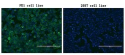 PDCD1 Monoclonal Antibody (OTI17B10), TrueMAB , OriGene 100 &mu;L; Unconjugated:Antibodies,