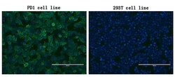PDCD1 Monoclonal Antibody (OTI6F5), TrueMAB , OriGene 100 &mu;L; Unconjugated:Antibodies,