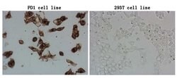 PDCD1 Monoclonal Antibody (OTI6F5), TrueMAB , OriGene 100 &mu;L; Unconjugated:Antibodies,
