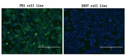 PDCD1 Monoclonal Antibody (OTI12G4), TrueMAB , OriGene 100 &mu;L; Unconjugated:Antibodies,