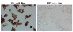 PDCD1 Monoclonal Antibody (OTI12G4), TrueMAB , OriGene 100 &mu;L; Unconjugated:Antibodies,