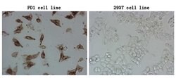 PDCD1 Monoclonal Antibody (OTI17F7), TrueMAB , OriGene 100 &mu;L; Unconjugated:Antibodies,