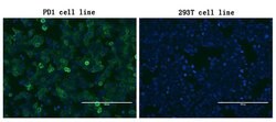 PDCD1 Mouse anti-Human, Clone: OTI18F2, lyophilized, TrueMAB 100 &mu;g;