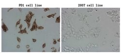 PDCD1 Mouse anti-Human, Clone: OTI18F2, lyophilized, TrueMAB 100 &mu;g;