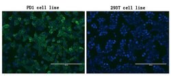 PDCD1 Mouse anti-Human, Mouse, Clone: OTI24D2, lyophilized, TrueMAB 100