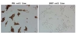 PDCD1 Mouse anti-Human, Mouse, Clone: OTI24D2, lyophilized, TrueMAB 100