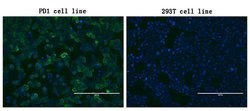 PDCD1 Monoclonal Antibody (OTI22A9), TrueMAB , OriGene 100 &mu;L; Unconjugated:Antibodies,