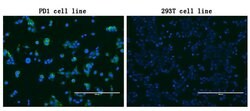 PDCD1 Mouse anti-Canine, Human, Mouse, Rat, Clone: UMAB199, liquid, UltraMAB