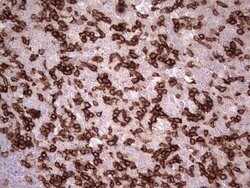 PDCD1 Mouse anti-Human, Clone: OTI3C6, lyophilized, TrueMAB 100 &mu;g;
