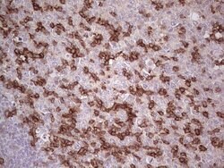 PDCD1 Monoclonal Antibody (OTI8H7), TrueMAB , OriGene 100 &mu;L; Unconjugated:Antibodies,