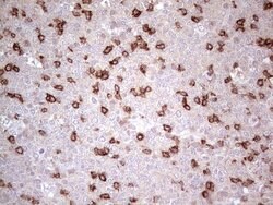 PDCD1 Mouse anti-Human, Clone: OTI11B2, lyophilized, TrueMAB 100 &mu;g;