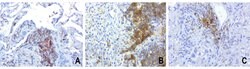 PDCD1 Mouse anti-Canine, Human, Mouse, Rat, Clone: UMAB199, liquid, UltraMAB