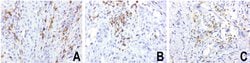 PDCD1 Mouse anti-Canine, Human, Mouse, Rat, Clone: UMAB199, liquid, UltraMAB
