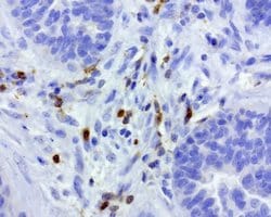 PDCD1 Mouse anti-Canine, Human, Mouse, Rat, Clone: UMAB199, liquid, UltraMAB