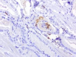PDCD1 Mouse anti-Canine, Human, Mouse, Rat, Clone: UMAB199, liquid, UltraMAB