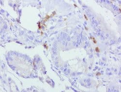 PDCD1 Mouse anti-Canine, Human, Mouse, Rat, Clone: UMAB199, liquid, UltraMAB