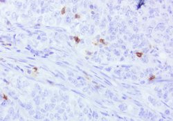 PDCD1 Mouse anti-Canine, Human, Mouse, Rat, Clone: UMAB199, liquid, UltraMAB