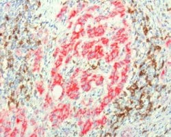 PDCD1 Mouse anti-Canine, Human, Mouse, Rat, Clone: UMAB199, liquid, UltraMAB